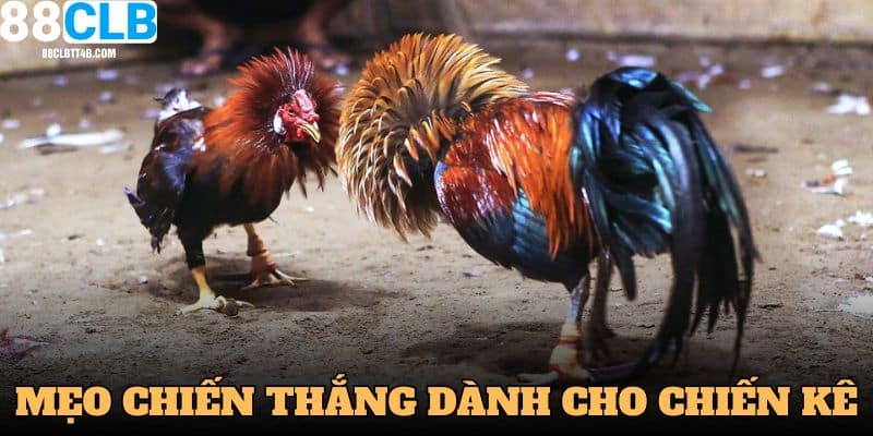 Mẹo chiến thắng đá gà 4K cho kê thủ