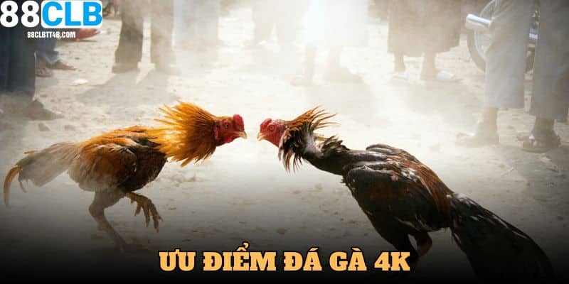 Ưu điểm của đá gà 4K